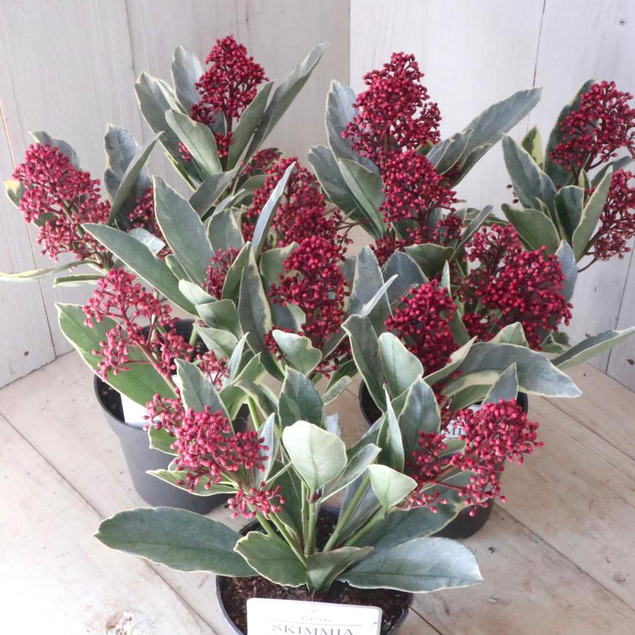 斑入り スキミア ペローサ 常緑底木 3.5寸 1鉢 : nico-flowers - 通販