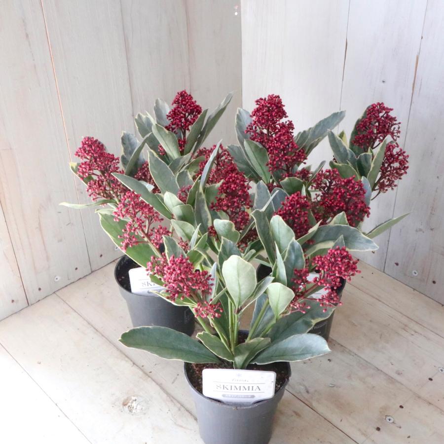 斑入り スキミア ペローサ 常緑底木 3.5寸 1鉢 : nico-flowers - 通販