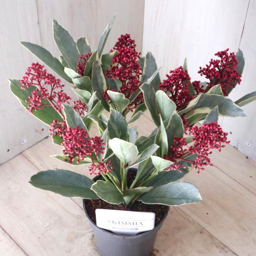 ② いい色出てます‼︎ 大株仕立ての斑入りスキミア・ベローサバリエガーター ① いい色出てます‼︎大株仕立ての斑入りスキミア・ベローサバリエ