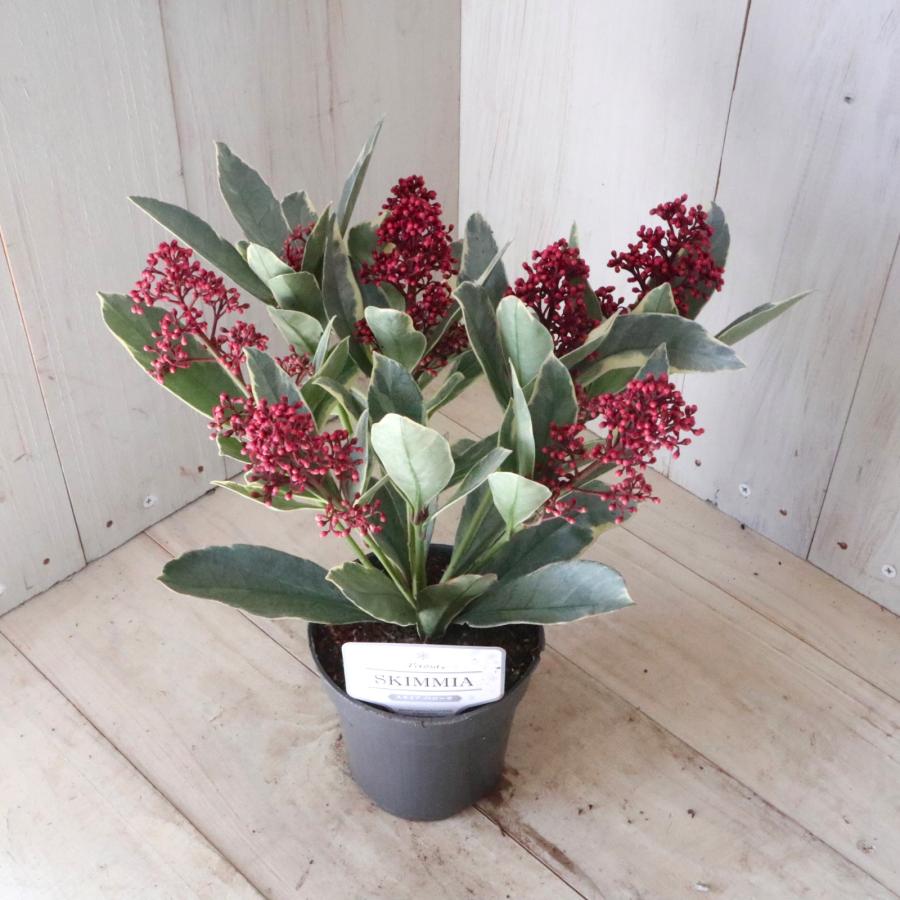 斑入り スキミア ペローサ 常緑底木 3.5寸 1鉢 : nico-flowers - 通販