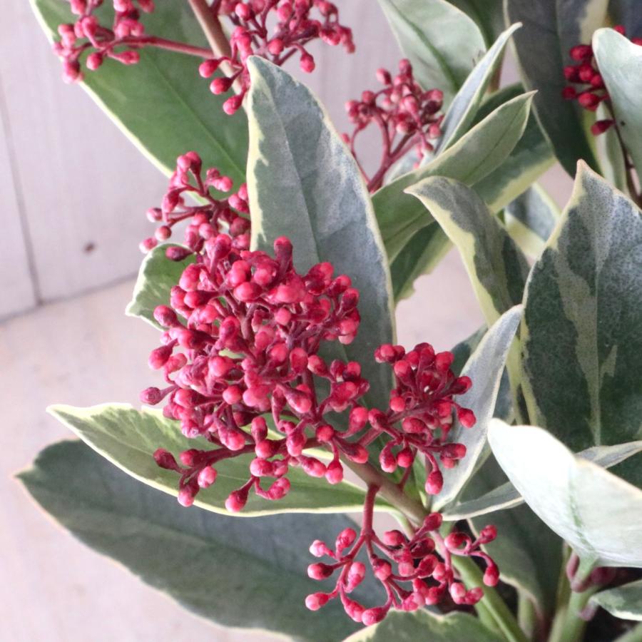 斑入り スキミア ペローサ 常緑底木 3.5寸 1鉢 : nico-flowers - 通販