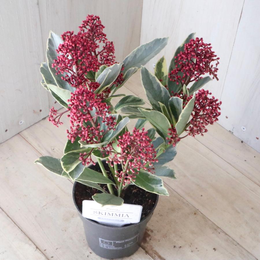 斑入り スキミア ペローサ 常緑底木 3.5寸 1鉢 : nico-flowers - 通販
