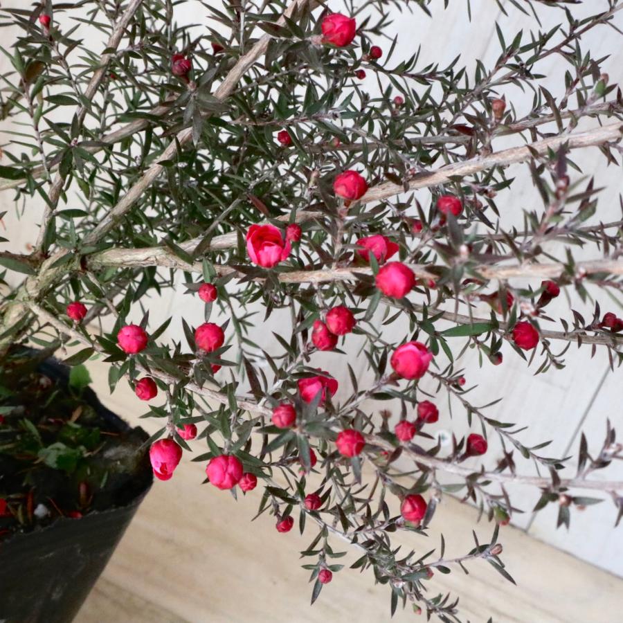 八重咲き ギョリュウバイ レッド 常緑底木 1ポット : nico-flowers