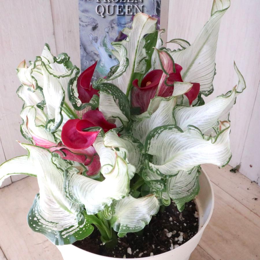 斑入り カラー フローズンクイーン 観葉植物 5寸鉢 : nico