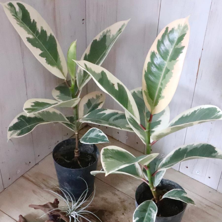 斑入り　ゴムの木　苗　観葉植物　フィカス 楽天市場】フィカス・ティネケ 8号 観葉植物 ゴムの木 斑入り 販売 苗