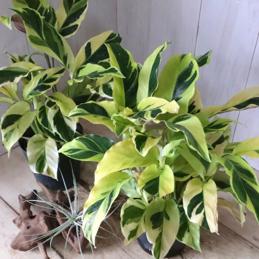 カラテア タイビューティー 観葉植物 : nico-flowers - 通販 - Yahoo