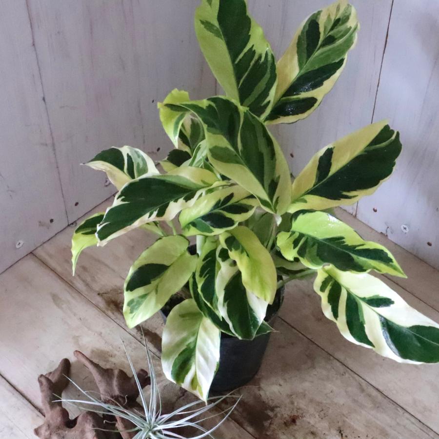 ガラテア カラテア タイビューティー 観葉植物 : nico-flowers - 通販 - Yahoo