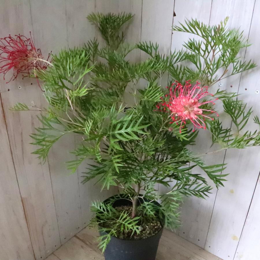 ①つぼみ沢山人気のオージープランツ・グレビリア・ロビンゴードン ①つぼみ沢山人気のオージープランツ・グレビリア・ロビンゴードン