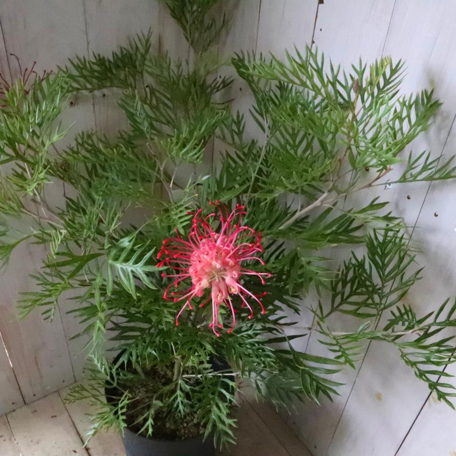 グレビレア　レッドフックス　鉢植え　オージープランツ グレビレア レッドフックス 5号鉢植え : 苗木部 花ひろばオンライン