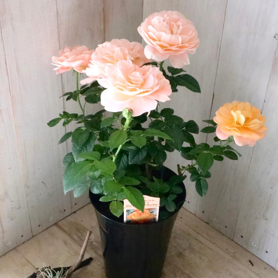 ミニバラ　鉢ごと発送 四季咲き性 ミニバラ ジューシーテラッツァ 鉢ごと : nico-flowers