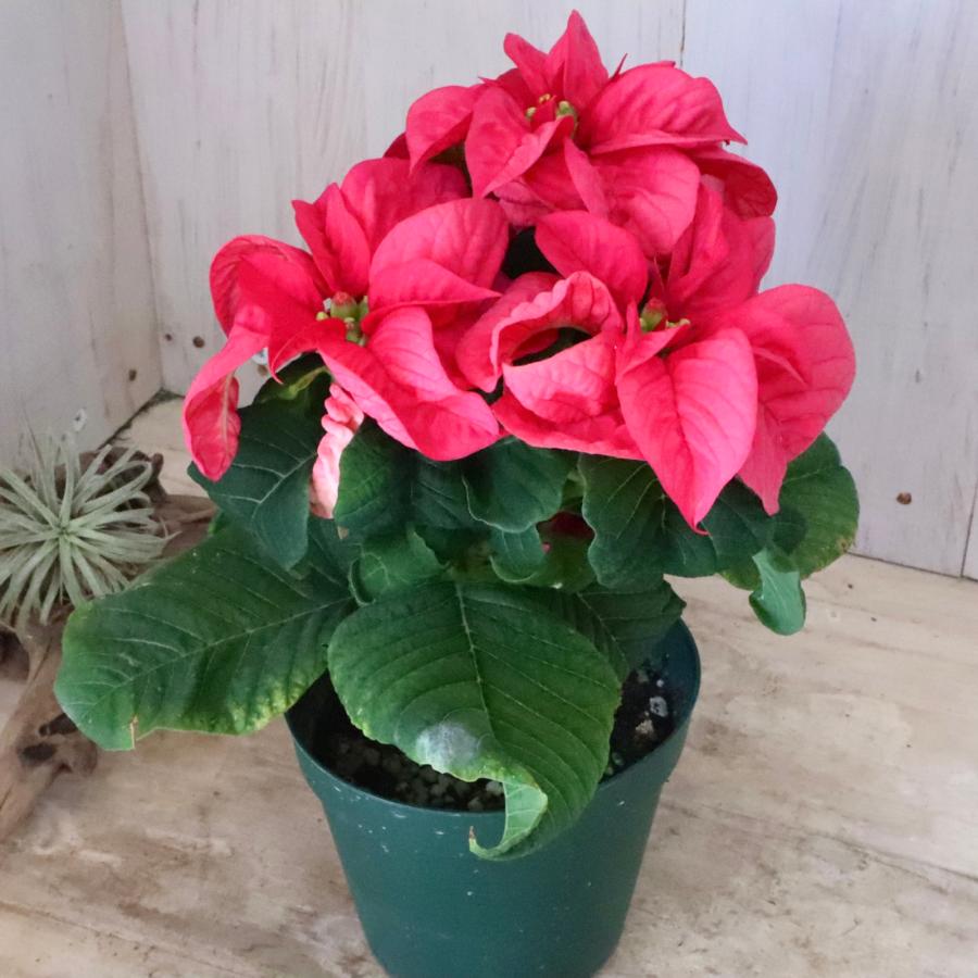 お色おまかせ バラ咲き ポインセチア ウィンターローズ クリスマス