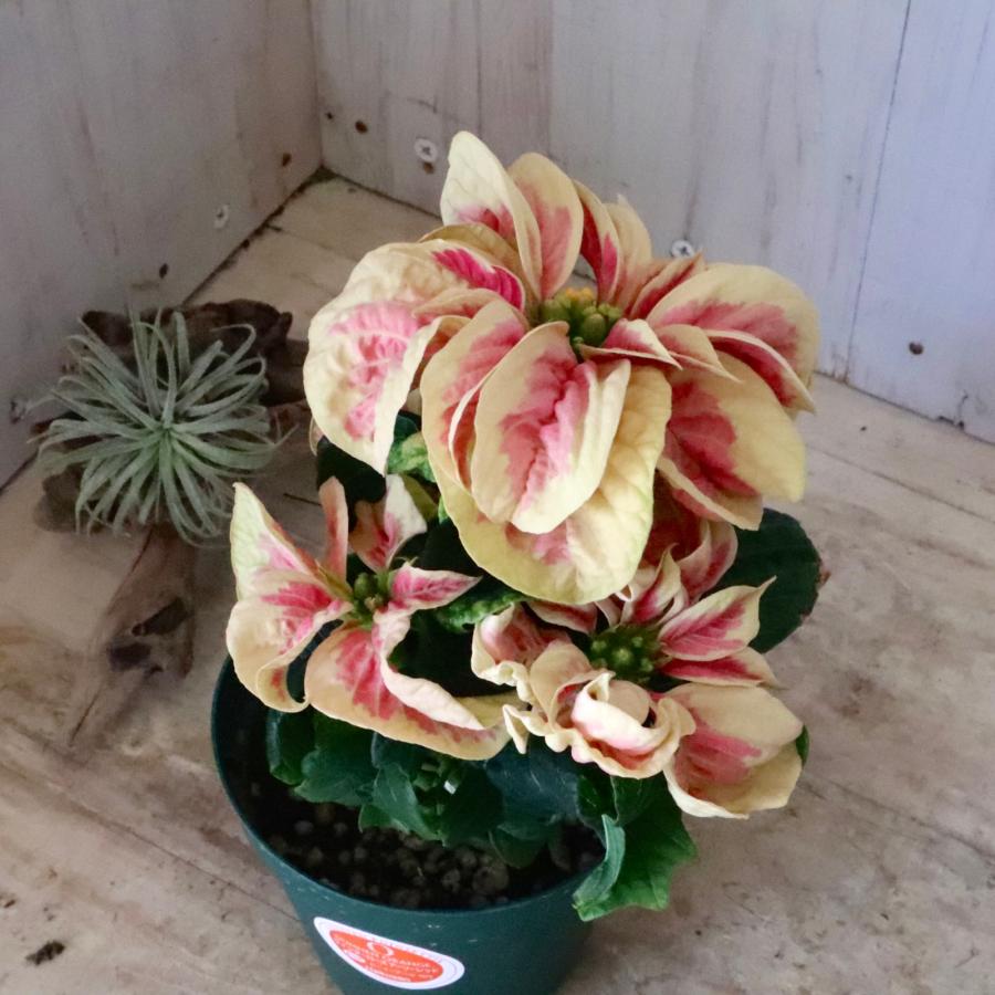 お色おまかせ バラ咲き ポインセチア ウィンターローズ クリスマス
