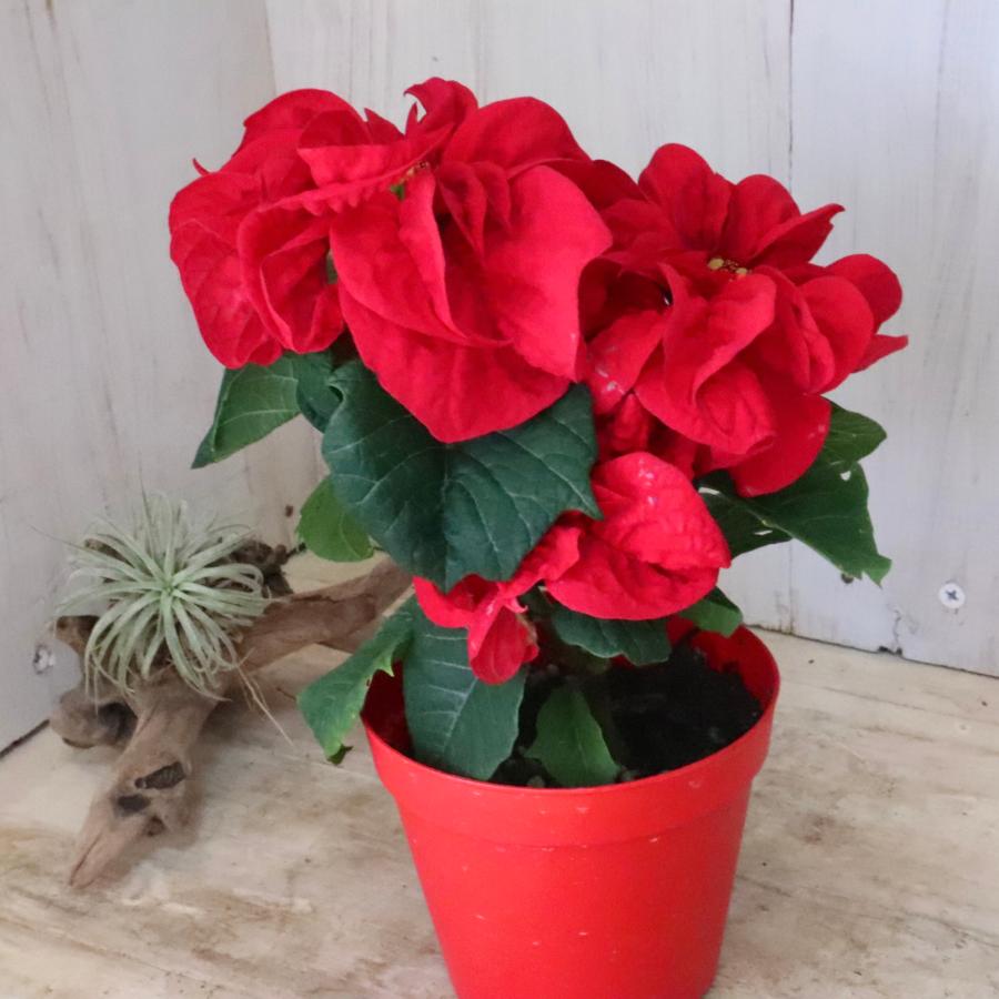お色おまかせ バラ咲き ポインセチア ウィンターローズ クリスマス