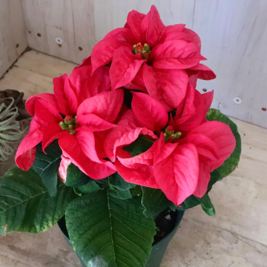 お色おまかせ バラ咲き ポインセチア ウィンターローズ クリスマス