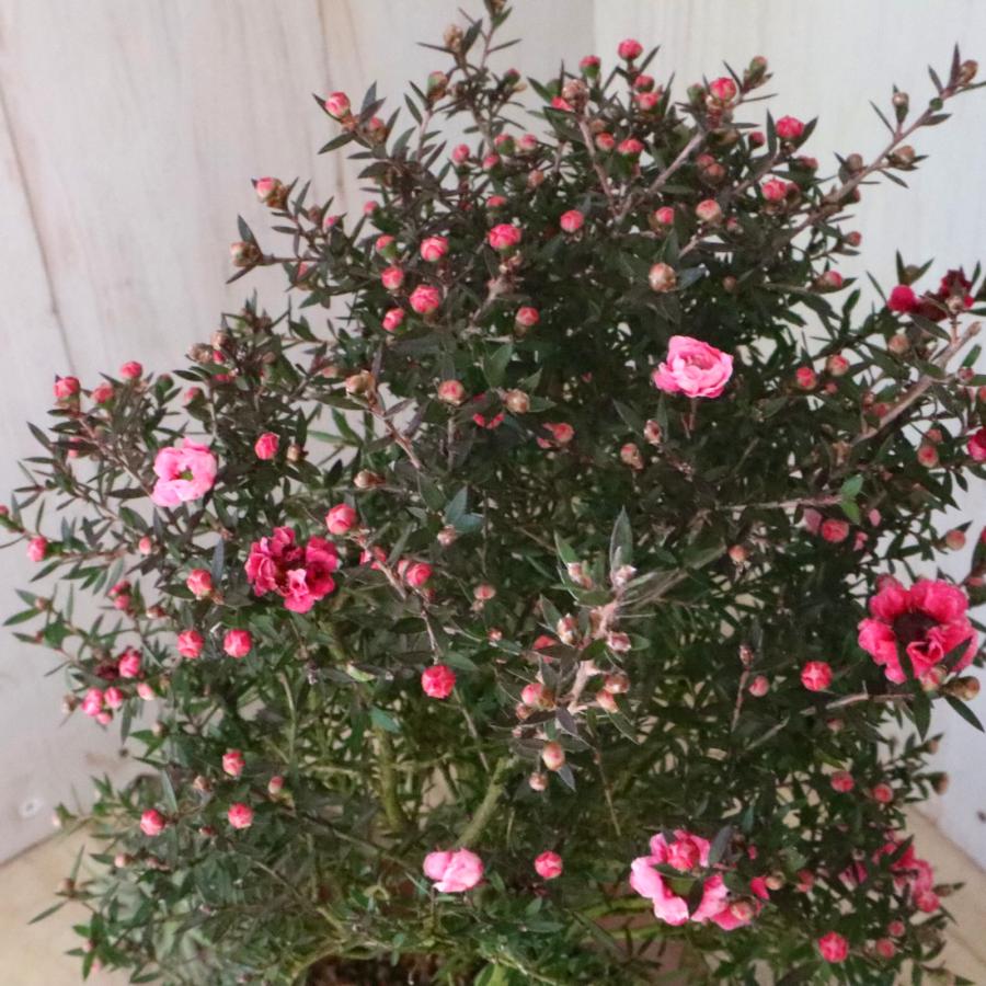 八重咲き ギョリュウバイ 濃いピンク 常緑底木 : nico-flowers - 通販