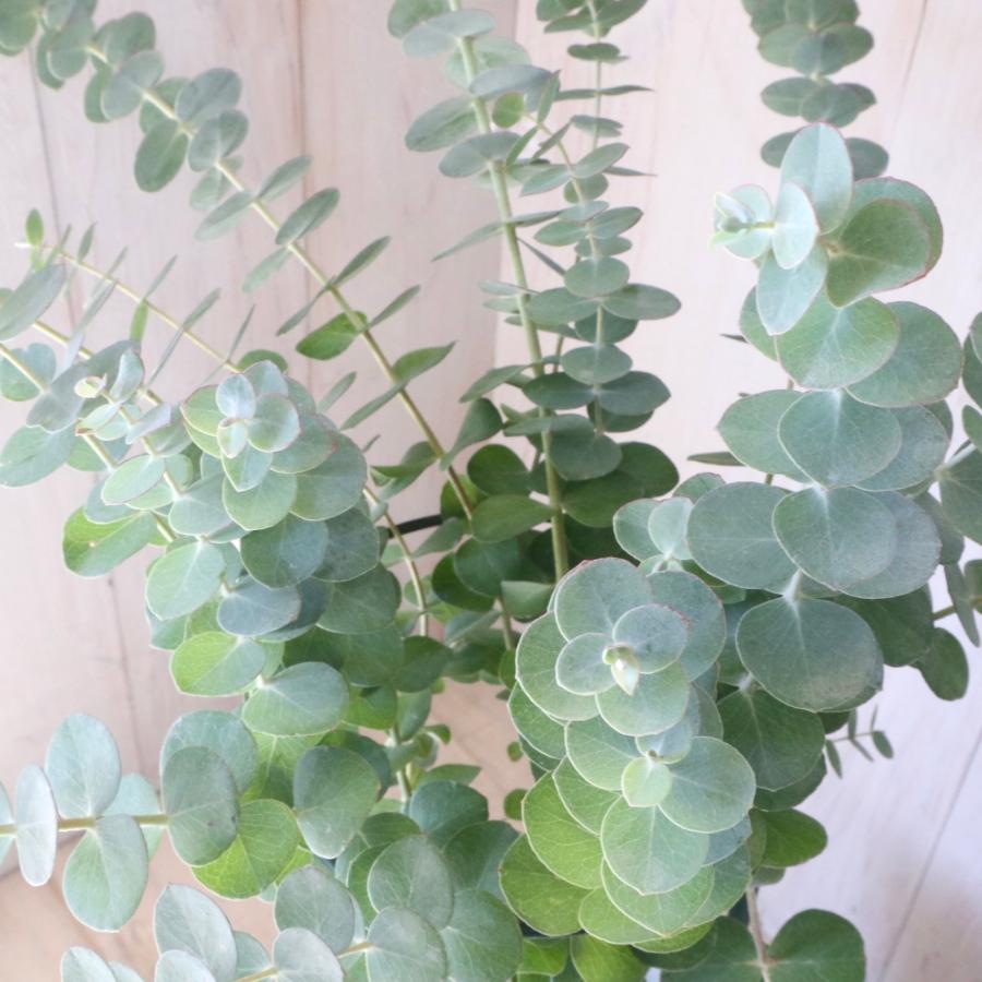 ユーカリ ベイビーブルー シルバーリーフ シンボルツリー 5寸鉢