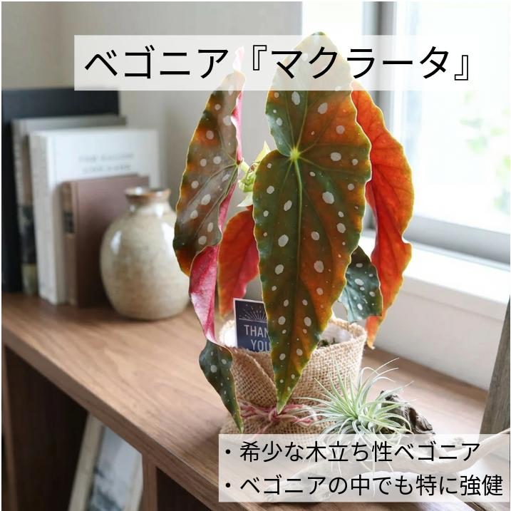 ★希少★ベゴニア マクラータ メルカリ便 発根管理中 ベゴニア マクラータ 斑入り発根管理中 - メルカリ