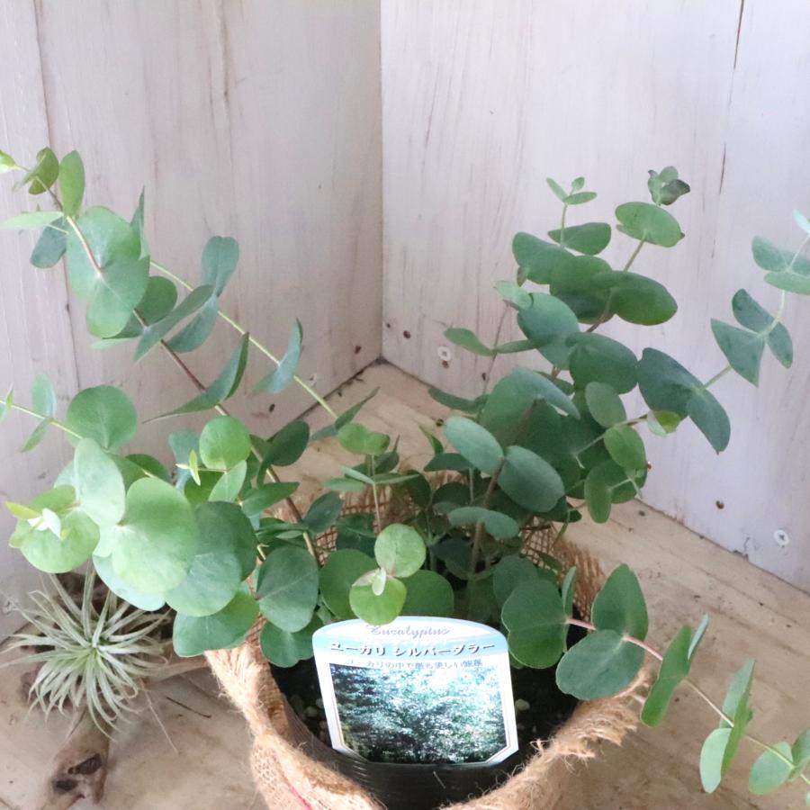 大きめ♪ユーカリシルバードロップ テラコッタ鉢植え 苗 シンボル