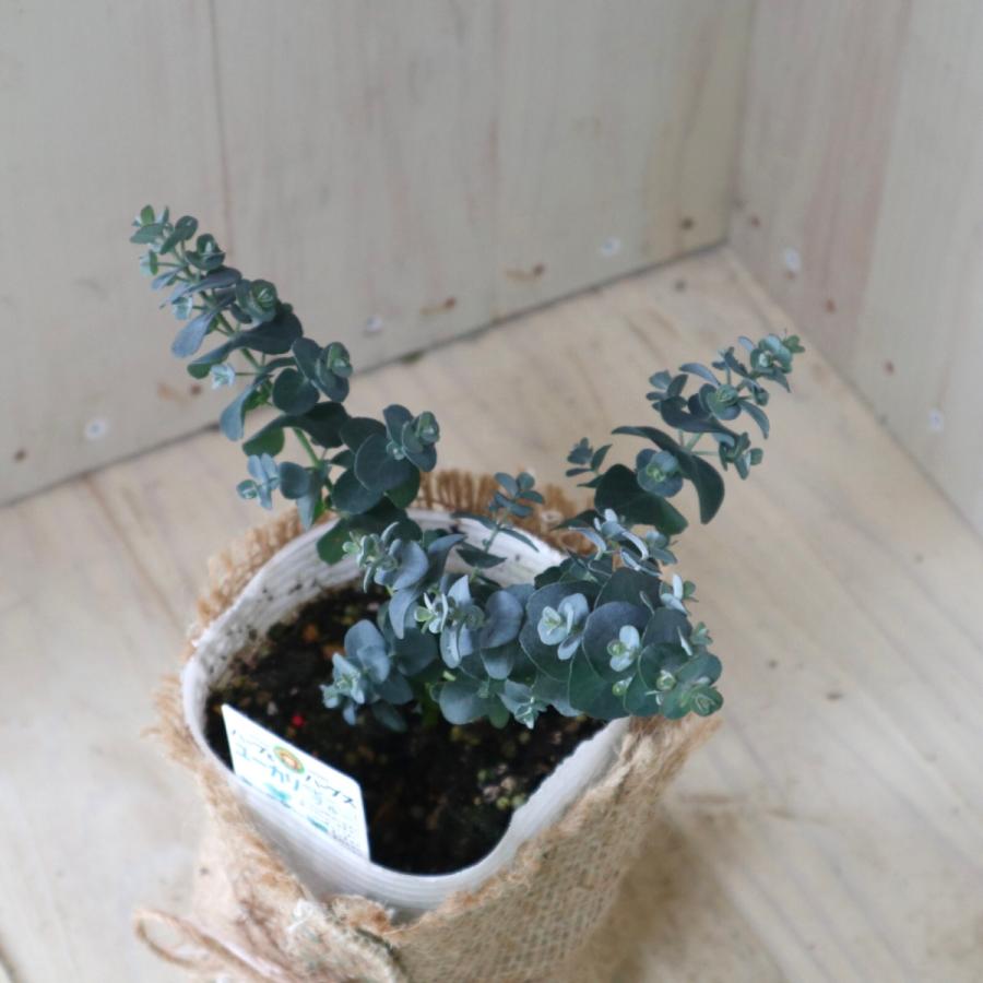 ユーカリ ベイビーブルー シルバーリーフ シンボルツリー 植木 庭木 ガーデニング 麻巻きアレンジ Rise Solutions Ca