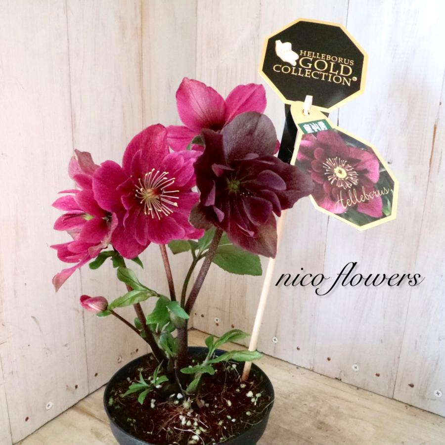 雪の妖精 クリスマスローズ HGC フーリールビー : nico-flowers - 通販