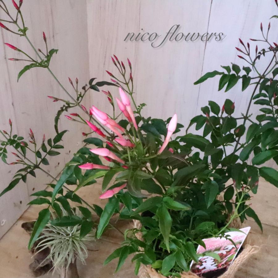 いい香り　ハゴロモジャスミン　茉莉花　ジャスミン（Yahoo!・nico-flowers）