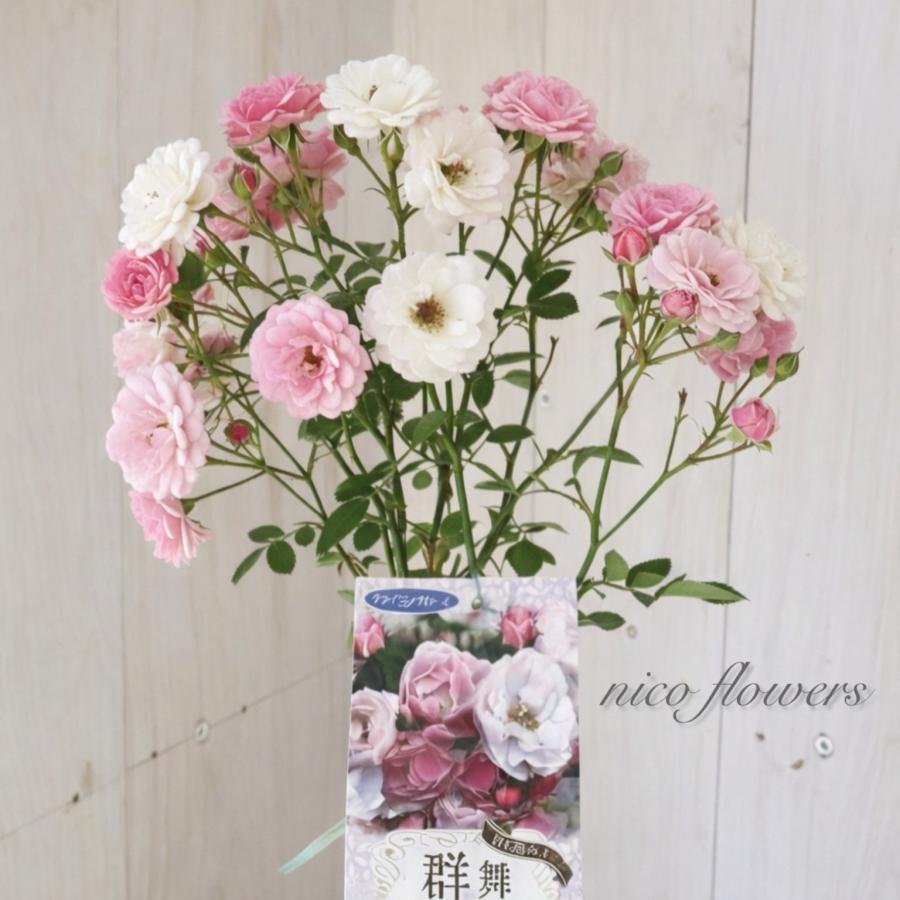 トゲなし つるバラ 群舞 バラ : nico-flowers - 通販 - Yahoo!ショッピング
