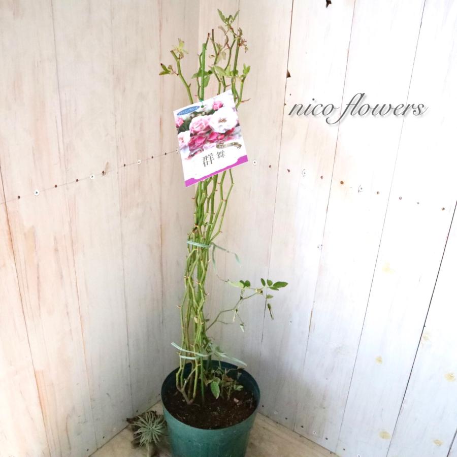 トゲなし つるバラ 群舞 バラ : nico-flowers - 通販 - Yahoo!ショッピング