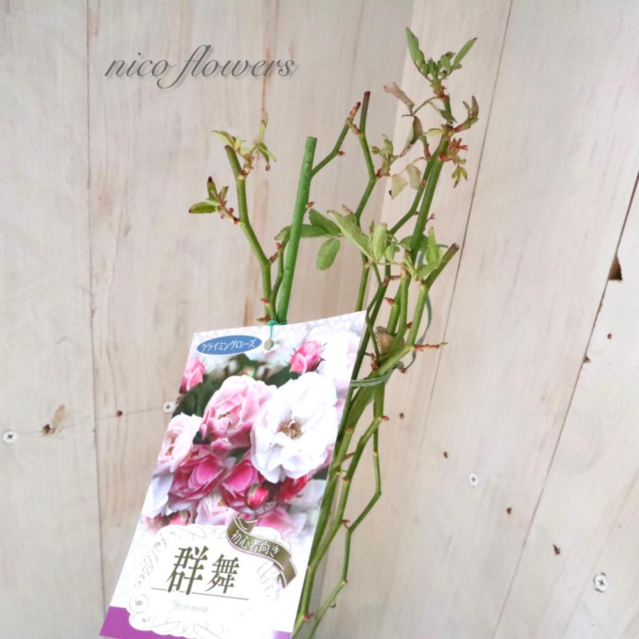トゲなし つるバラ 群舞 バラ : nico-flowers - 通販 - Yahoo!ショッピング