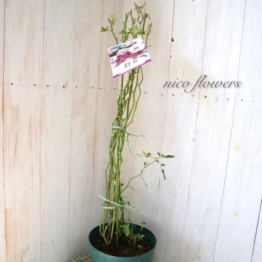 トゲなし つるバラ 群舞 バラ : nico-flowers - 通販 - Yahoo!ショッピング