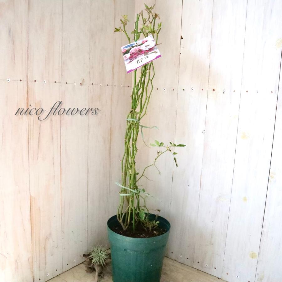 トゲなし つるバラ 群舞 バラ : nico-flowers - 通販 - Yahoo!ショッピング