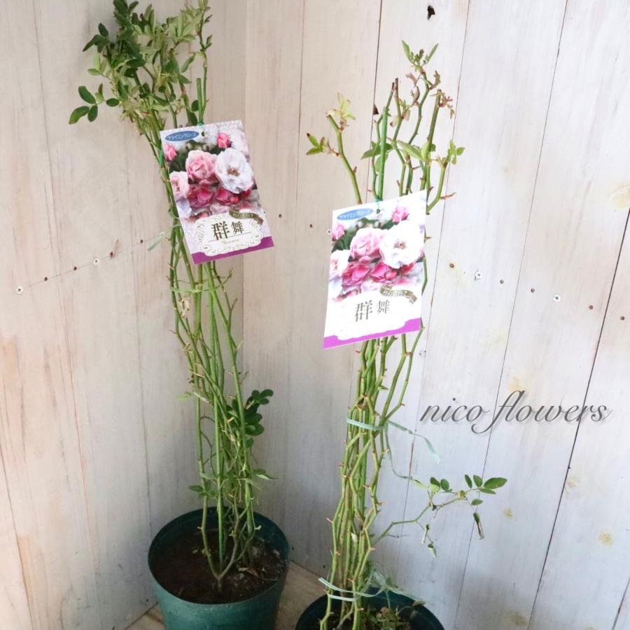 トゲなし つるバラ 群舞 バラ : nico-flowers - 通販 - Yahoo!ショッピング