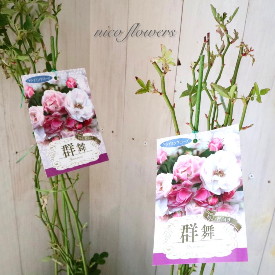 トゲなし つるバラ 群舞 バラ : nico-flowers - 通販 - Yahoo!ショッピング
