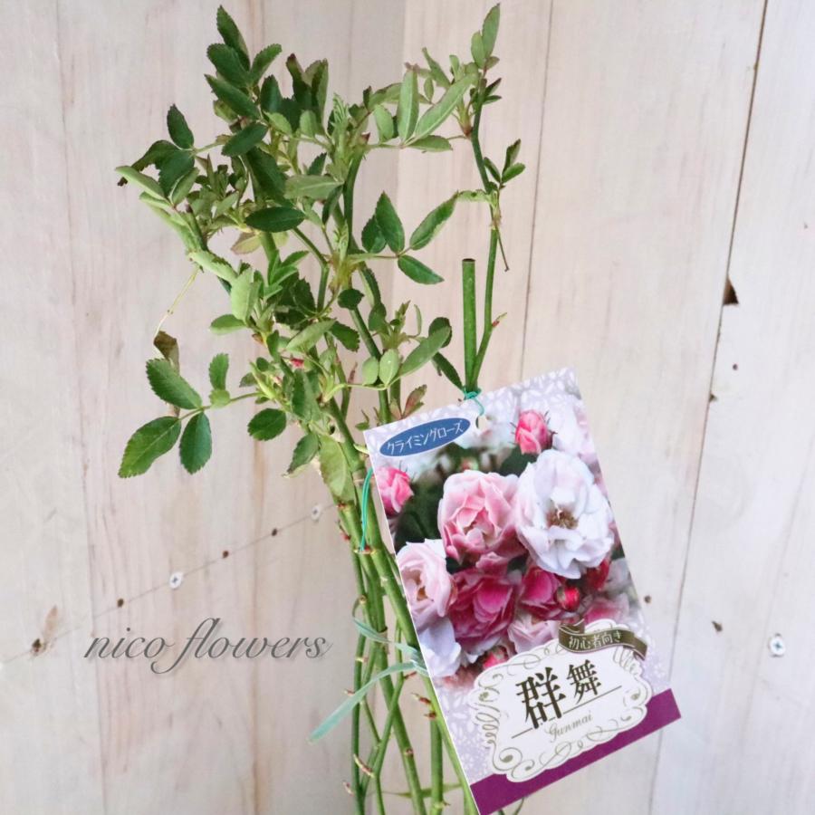 トゲなし つるバラ 群舞 バラ : nico-flowers - 通販 - Yahoo!ショッピング
