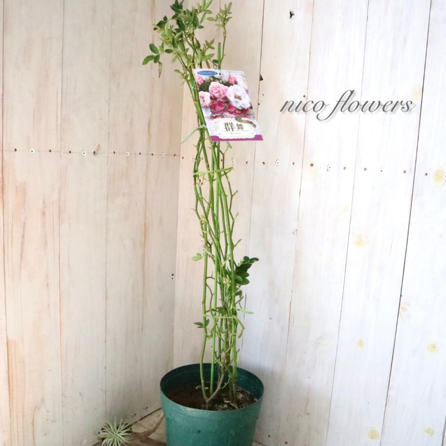 トゲなし つるバラ 群舞 バラ : nico-flowers - 通販 - Yahoo!ショッピング
