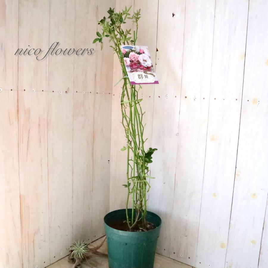 トゲなし つるバラ 群舞 バラ : nico-flowers - 通販 - Yahoo!ショッピング