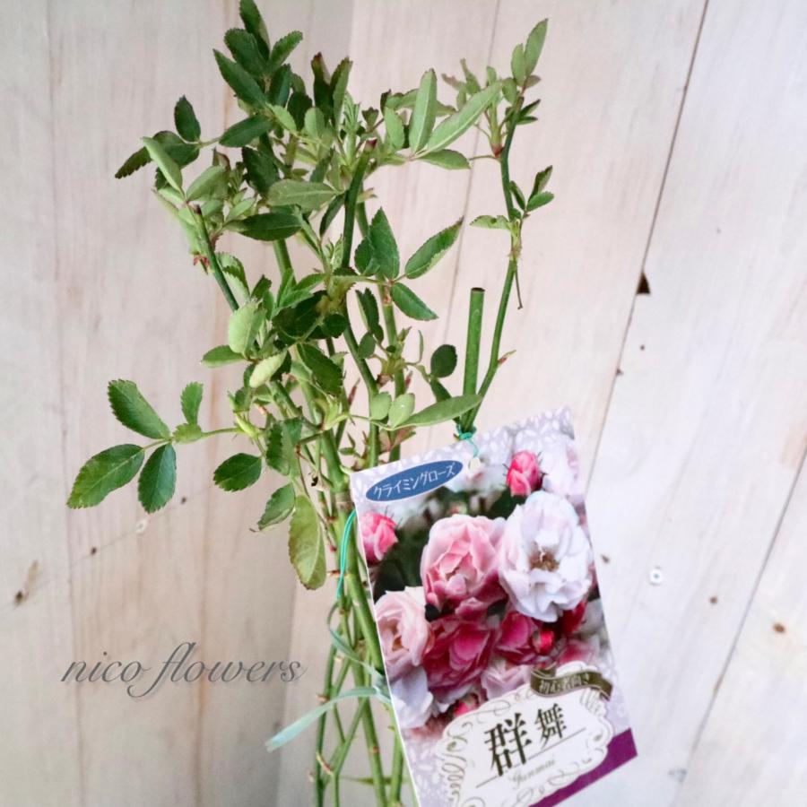 トゲなし つるバラ 群舞 バラ : nico-flowers - 通販 - Yahoo!ショッピング