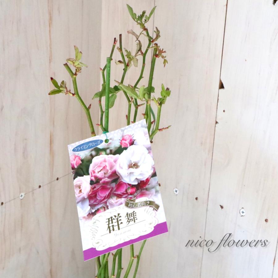 トゲなし つるバラ 群舞 バラ : nico-flowers - 通販 - Yahoo!ショッピング