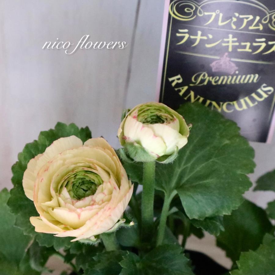希少 ラナンキュラス プレミアム サクセス トゥアレグ : nico-flowers