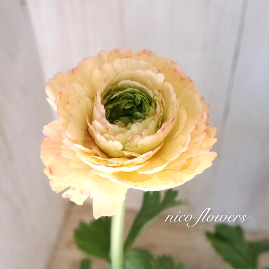 希少 ラナンキュラス プレミアム サクセス トゥアレグ : nico-flowers