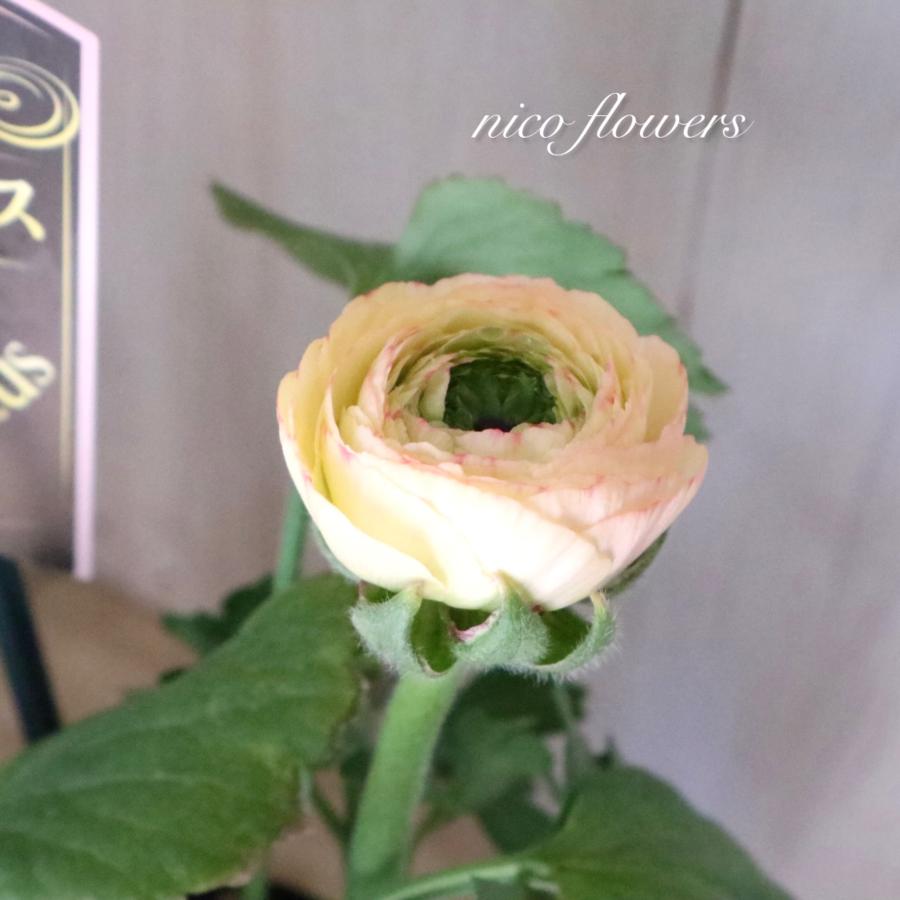 希少 ラナンキュラス プレミアム サクセス トゥアレグ : nico-flowers