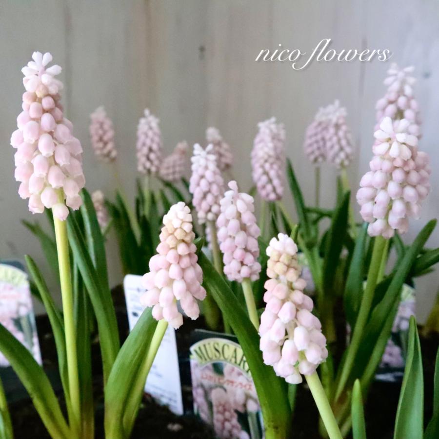 ムスカリ ピンク ピンクサンライズ 球根 : nico-flowers - 通販
