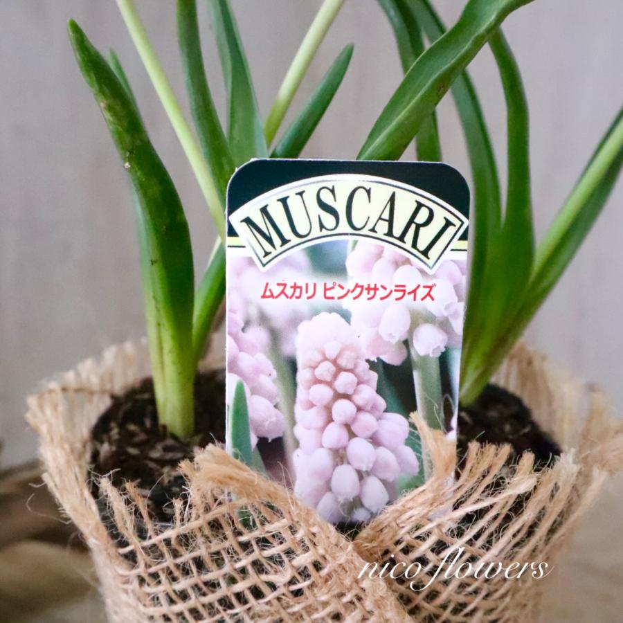 ムスカリ ピンク ピンクサンライズ 球根 : nico-flowers - 通販