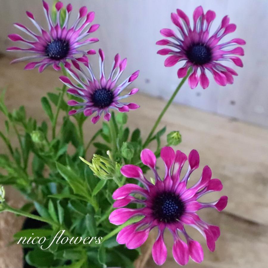 スプーン咲き オステオスペルマム ピンクスター : nico-flowers - 通販
