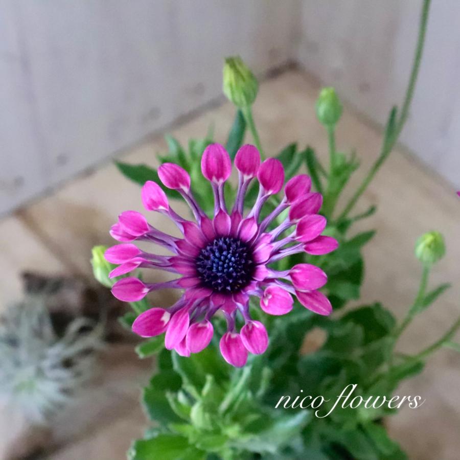 スプーン咲き オステオスペルマム ピンクスター : nico-flowers - 通販