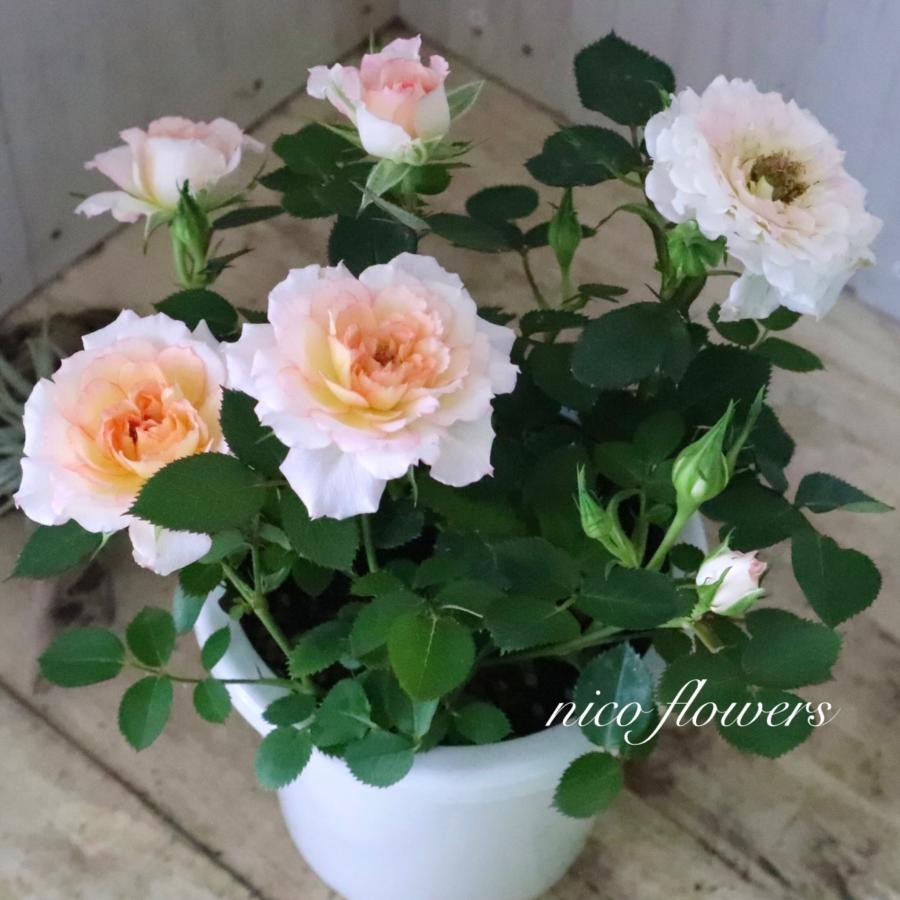 四季咲き性 ミニバラ ミロワール 4寸鉢 : nico-flowers - 通販 - Yahoo