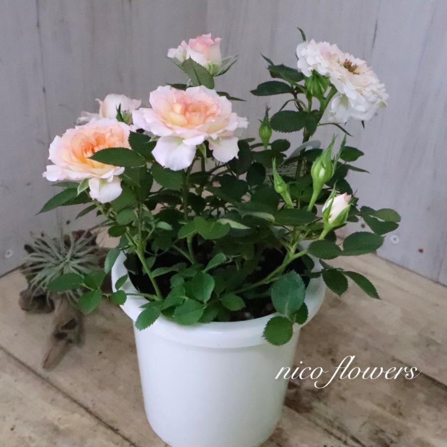 四季咲き性 ミニバラ ミロワール 4寸鉢 : nico-flowers - 通販 - Yahoo