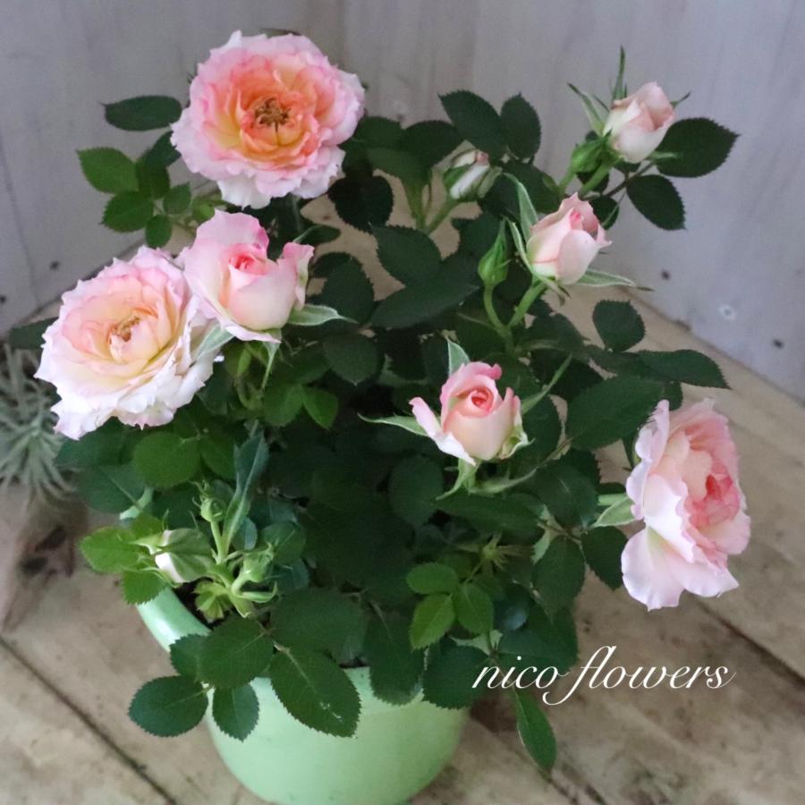 四季咲き性 ミニバラ ミロワール 4寸鉢 : nico-flowers - 通販 - Yahoo