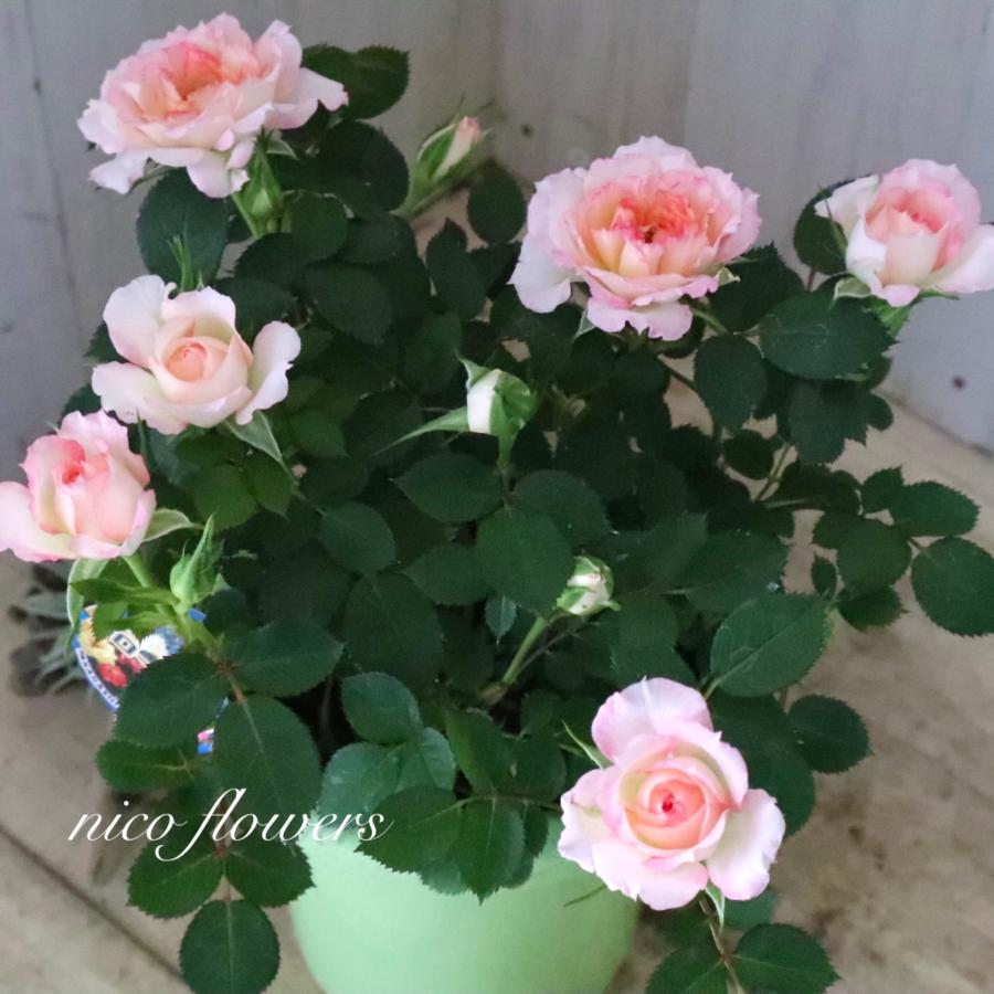 四季咲き性 ミニバラ ミロワール 4寸鉢 : nico-flowers - 通販 - Yahoo