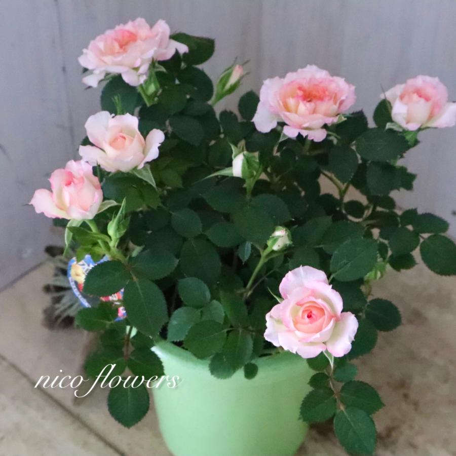四季咲き性 ミニバラ ミロワール 4寸鉢 : nico-flowers - 通販 - Yahoo