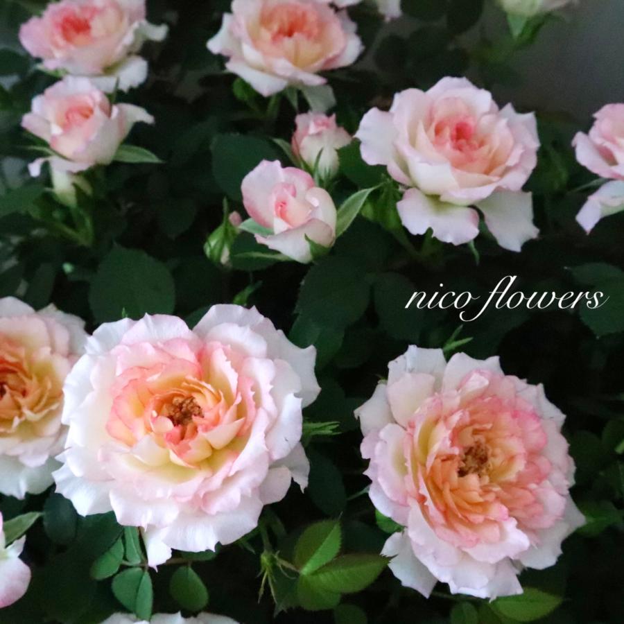 四季咲き性 ミニバラ ミロワール 4寸鉢 : nico-flowers - 通販 - Yahoo